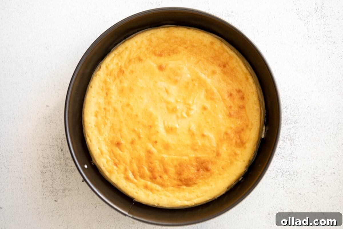Fully baked crustless cheesecake in a springform pan, with a golden, slightly puffed top.