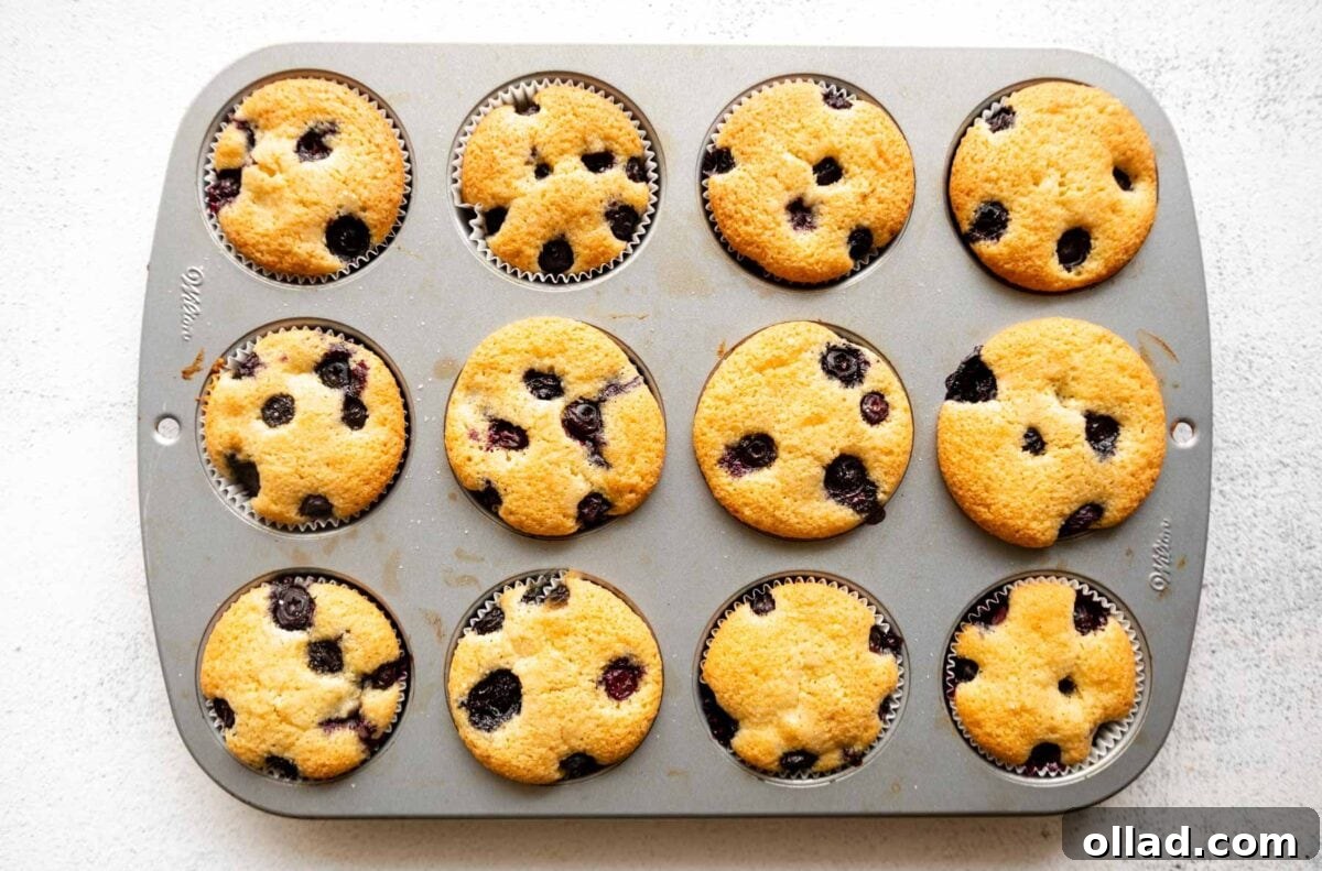 A muffin tin fresh out of the oven containing golden-brown almond flour blueberry muffins, their tops studded with baked blueberries.