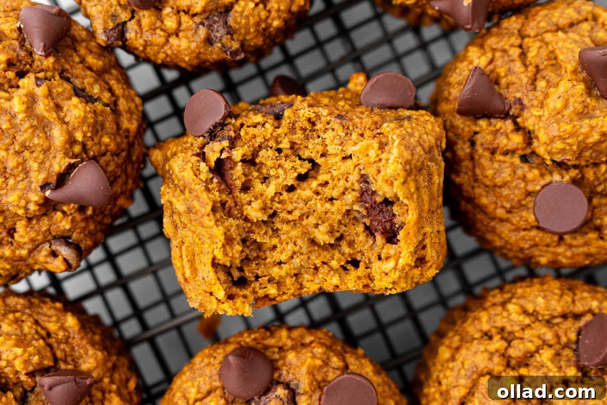 Close-up of a pumpkin muffin with a bite taken out, showing the moist, tender crumb and gooey chocolate chips inside.